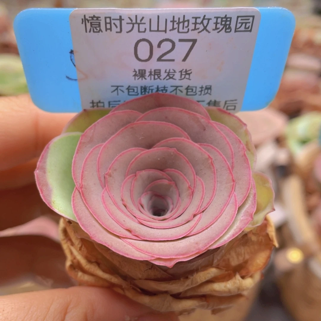 山地玫瑰027裸根发货不售后