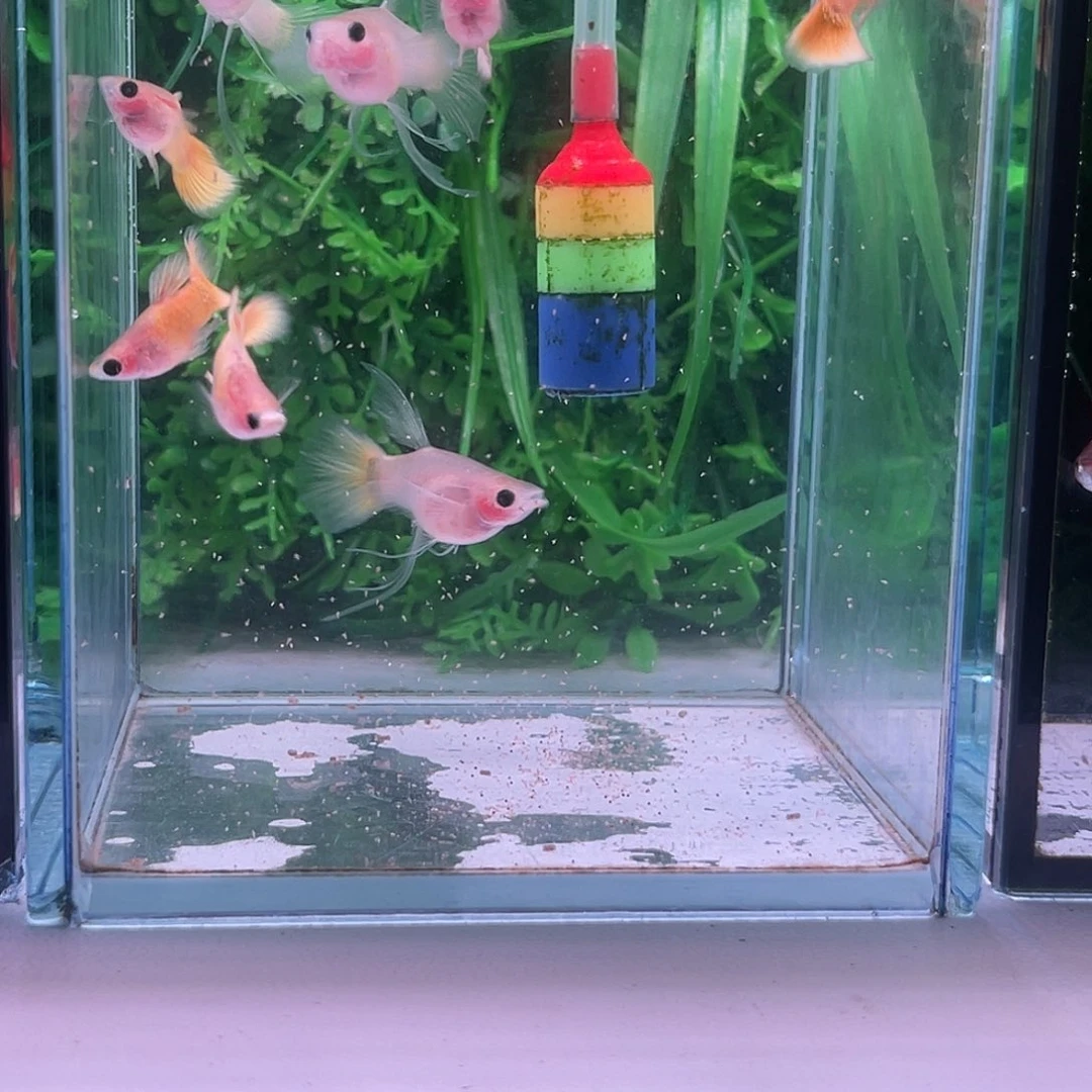 黑玛丽鱼74号黄金玻璃猫大C8条