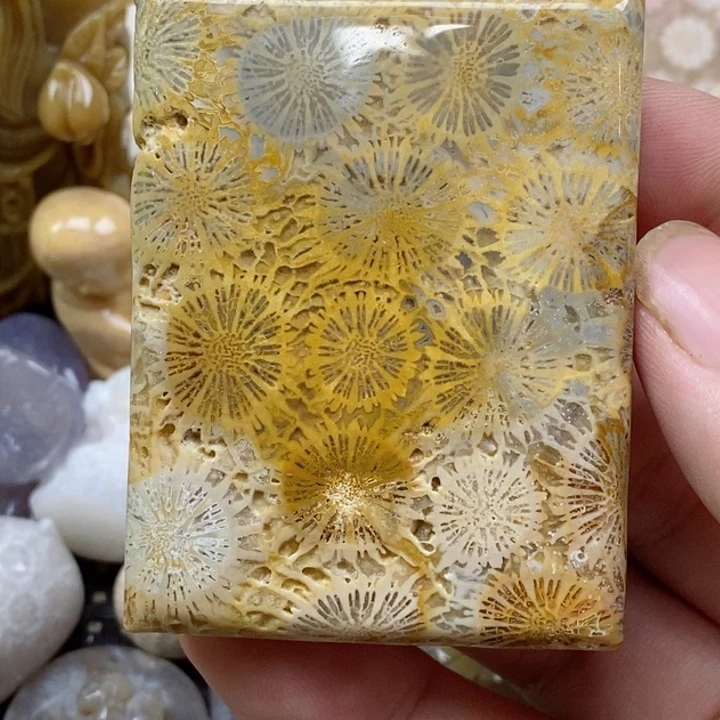 颈饰未镶嵌硅化珊瑚（珊瑚玉）有瑕