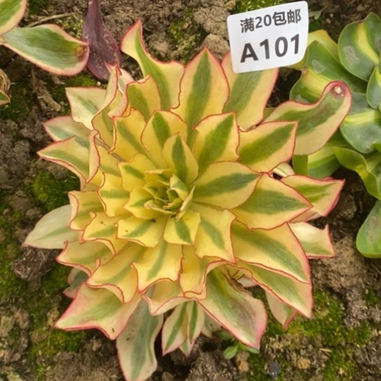 魅影101多肉植物