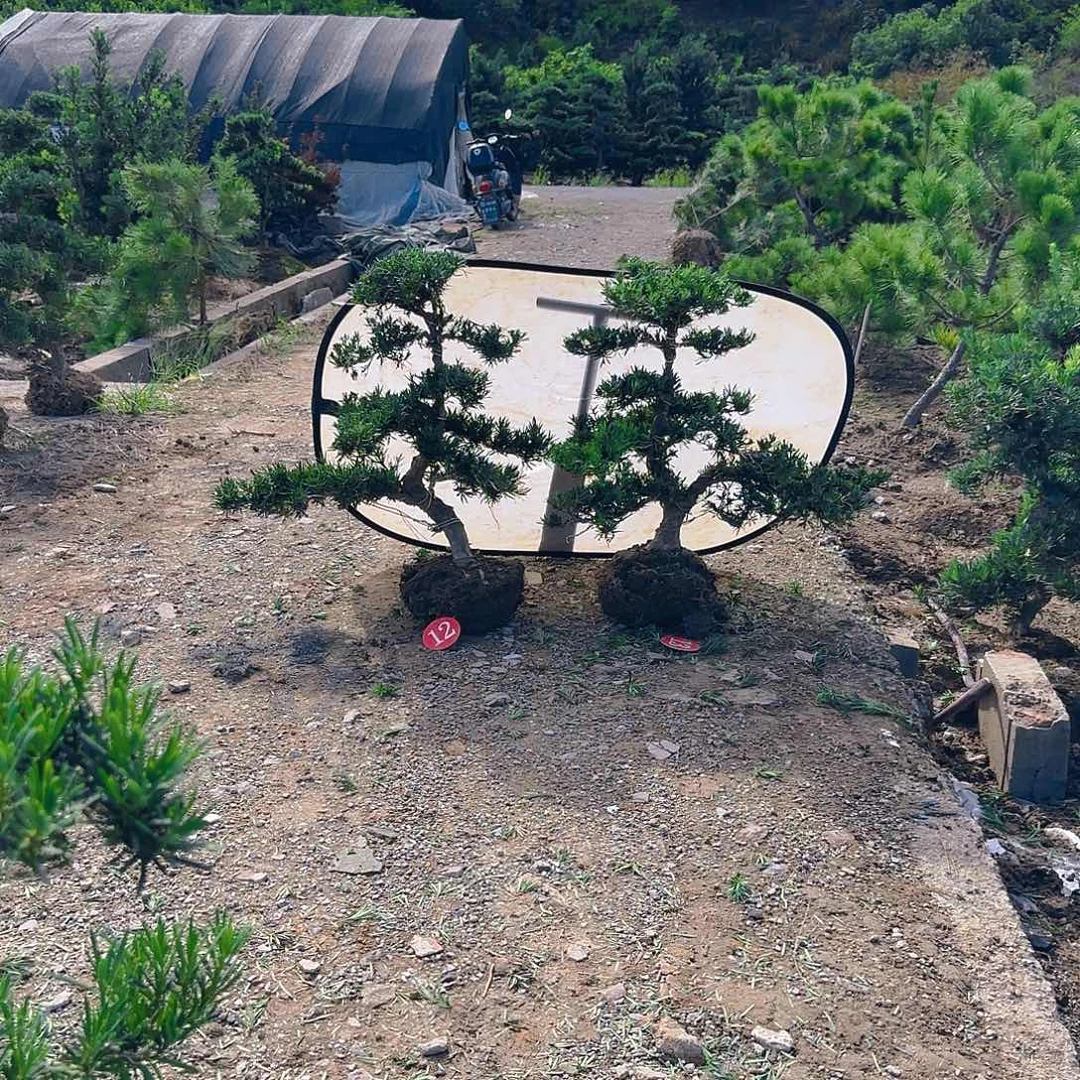 Z***8无花朵罗汉松盆景艺术