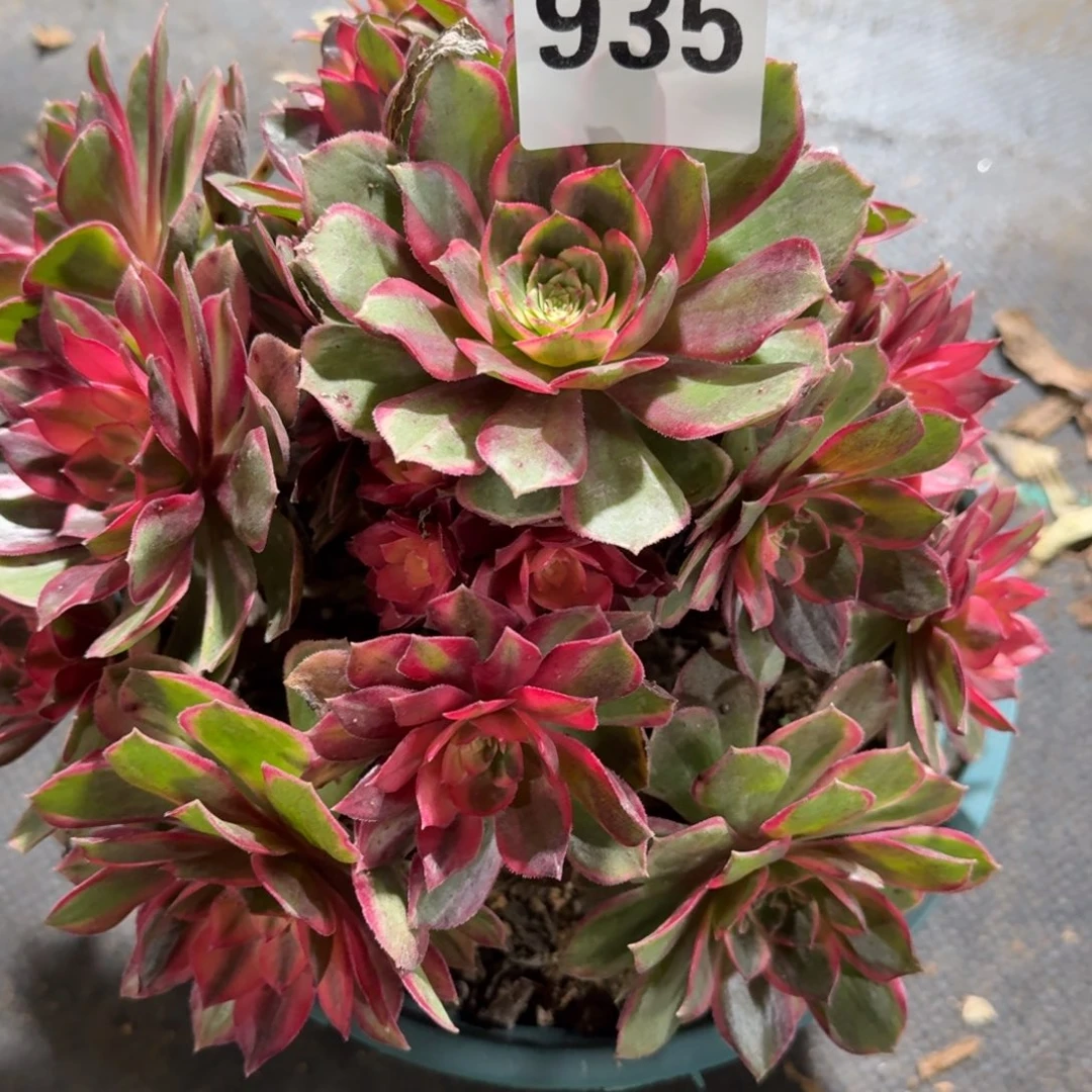 黑墨镜多肉植物老庄935