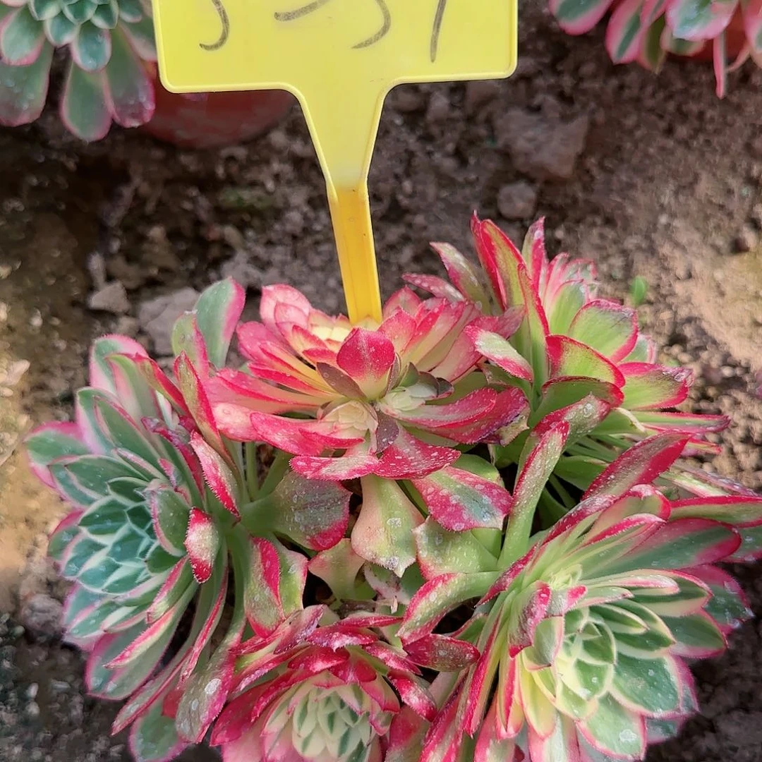 5-37---海王多肉植物