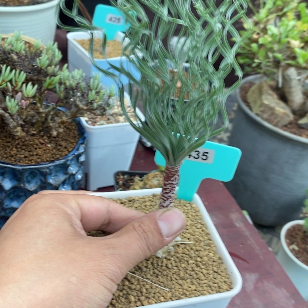 豹纹弹簧草产地一个