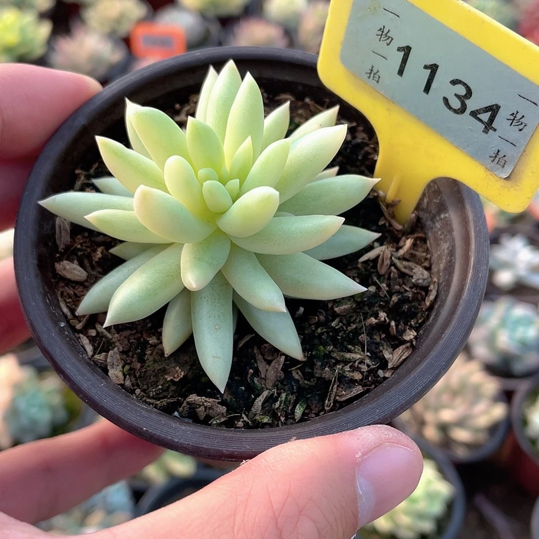 树冰锦1134号多肉