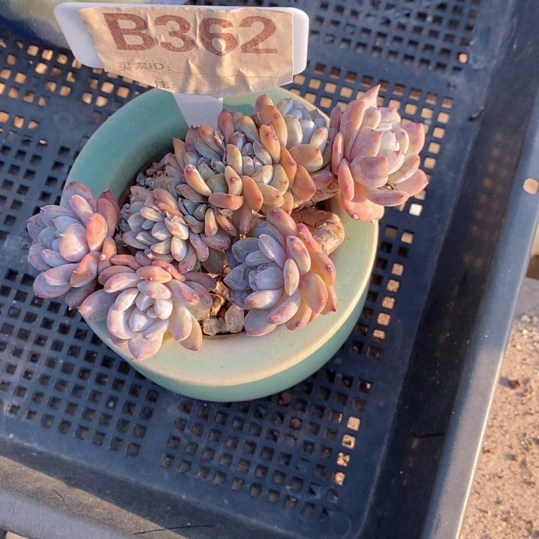 ****芽362石榴籽朵朵哇丫