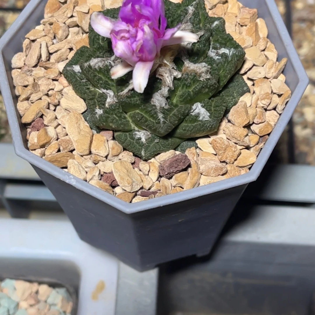 龟甲牡丹带盆发货
