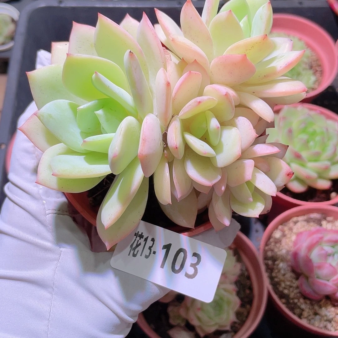 花利美13-106恋曲群