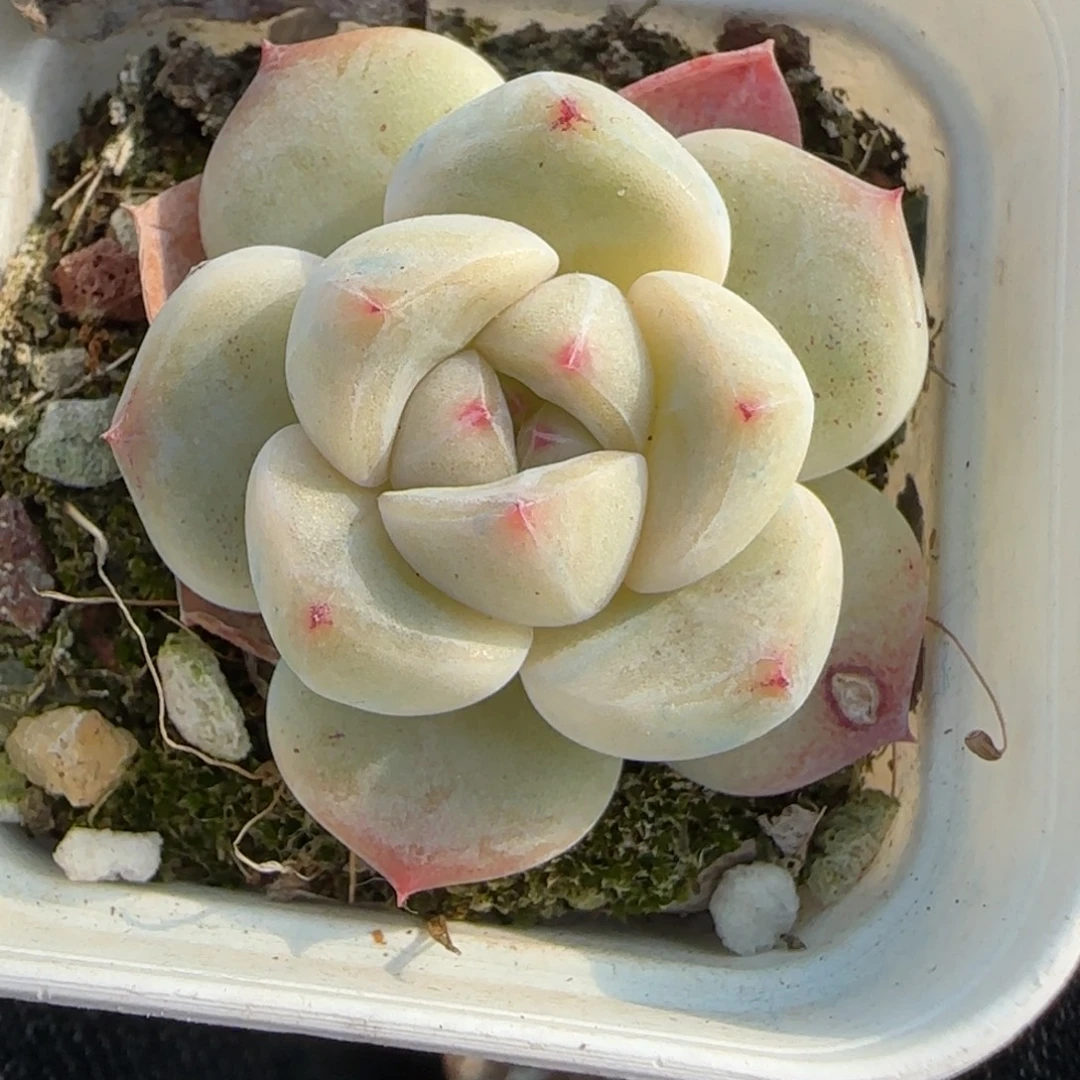 多肉小卡拉米糖心一物一拍