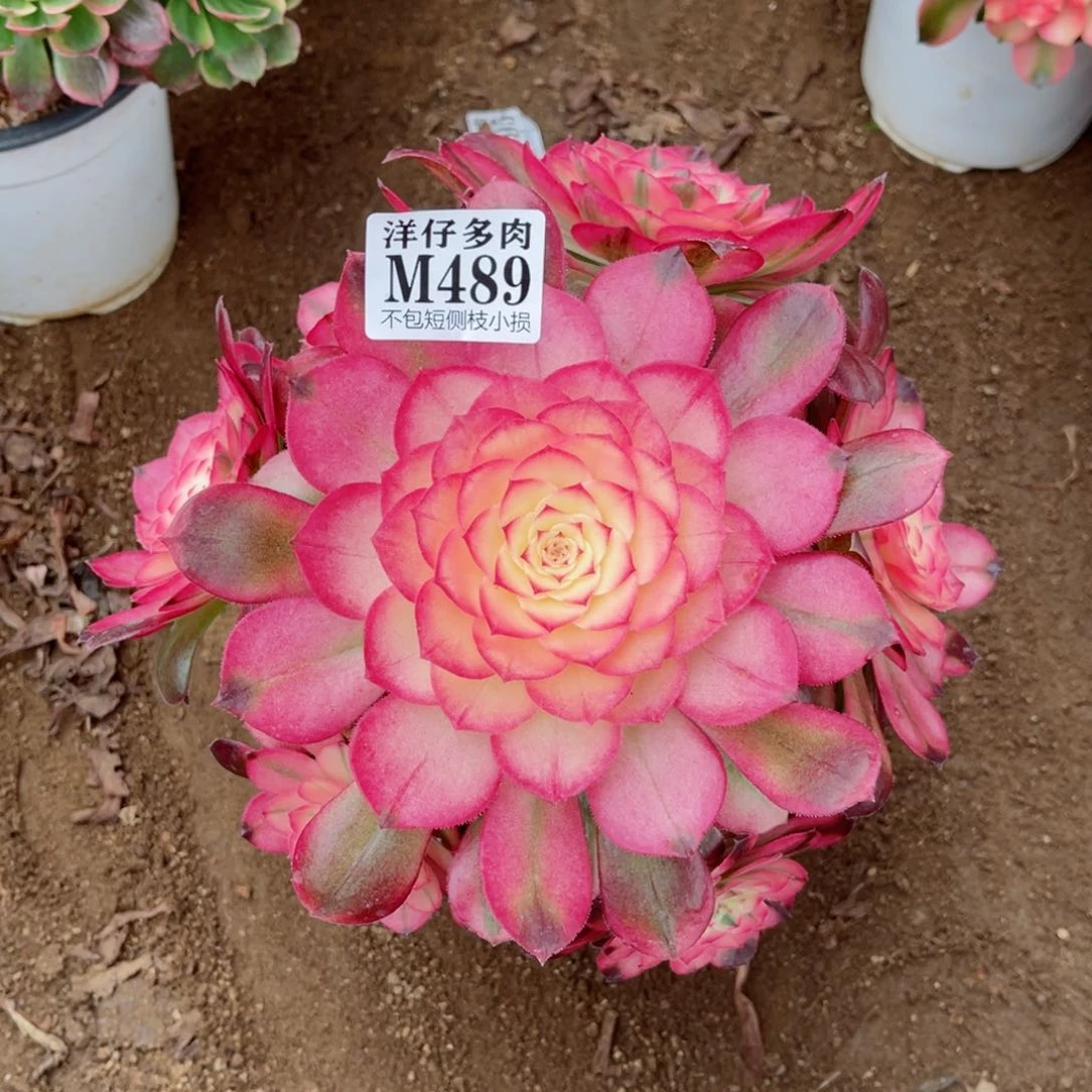 489荔枝 冠幅20左右