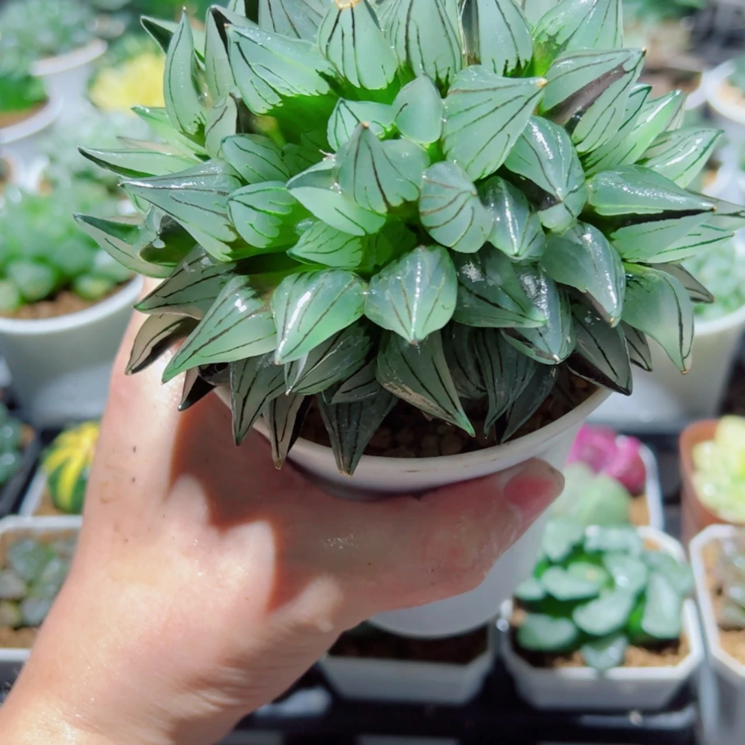 【闪购商品】多头群生西瓜寿