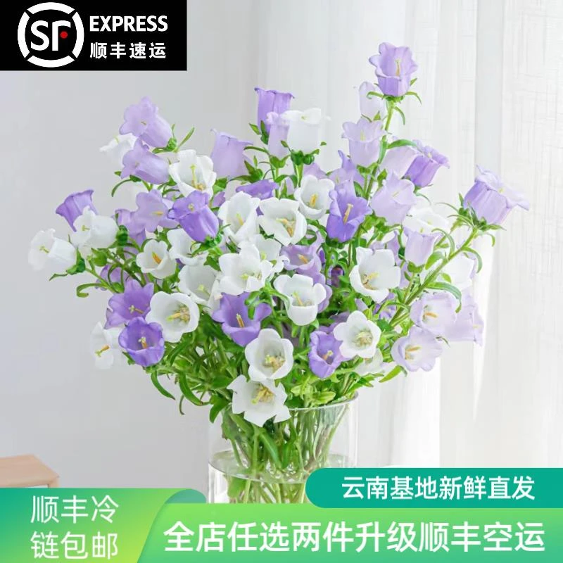 风铃花鲜花云南昆明基地直发风铃草家庭办公室水养鲜切花顺丰包邮