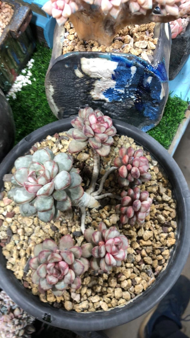 球球快跑葡萄多肉