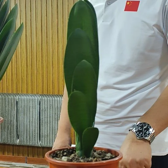 完全开放666高端68号立油