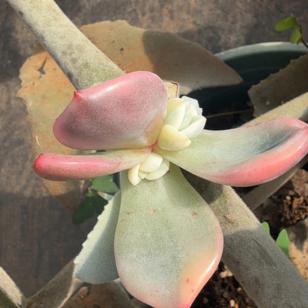 梧***下伊丽莎白锦，多肉锦多肉