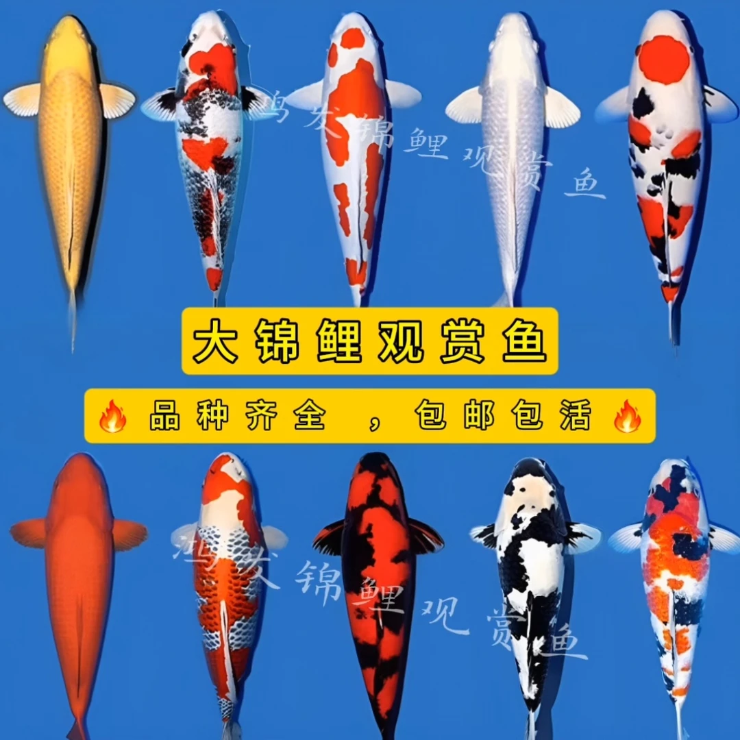 15-17厘米锦鲤混搭9条】鱼缸观赏小鱼红白三色昭和菲写白写奶牛
