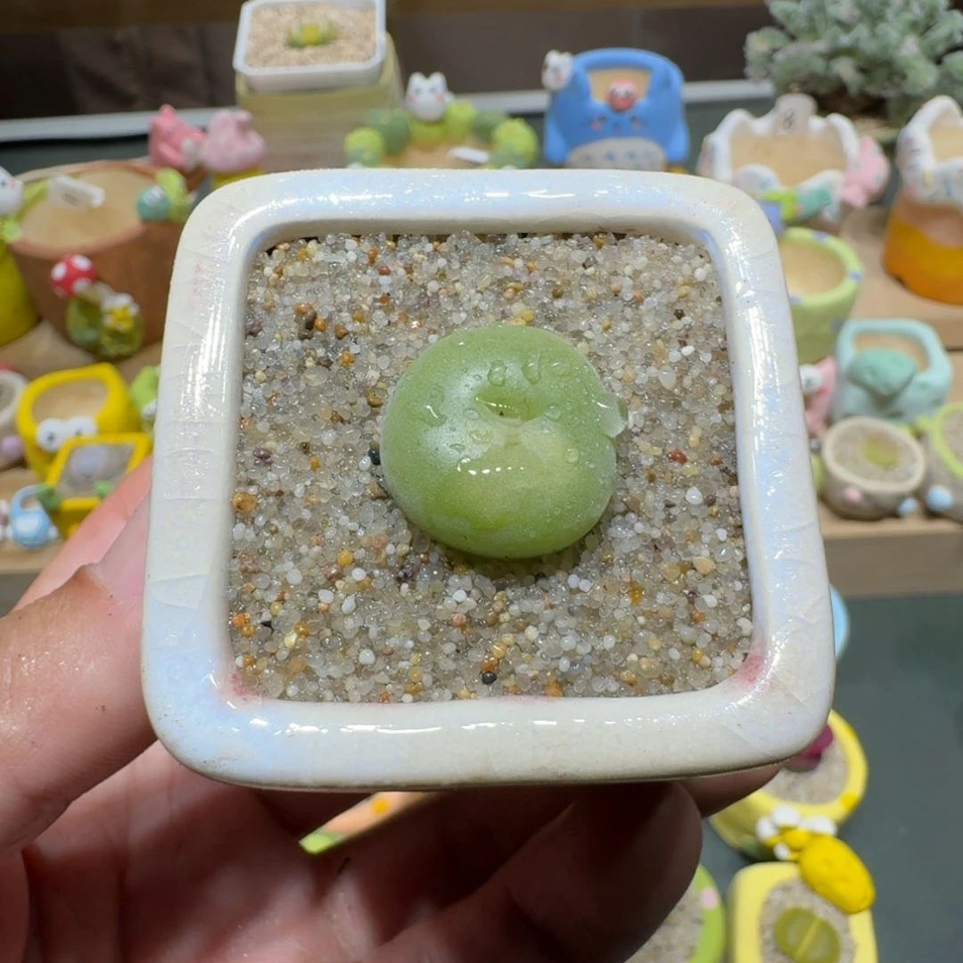 红陶蘑菇687空卡