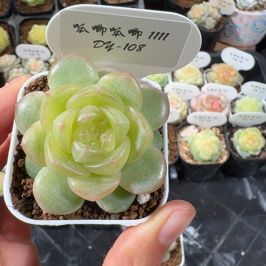 舟***洲1111-108-夏雨荷单头