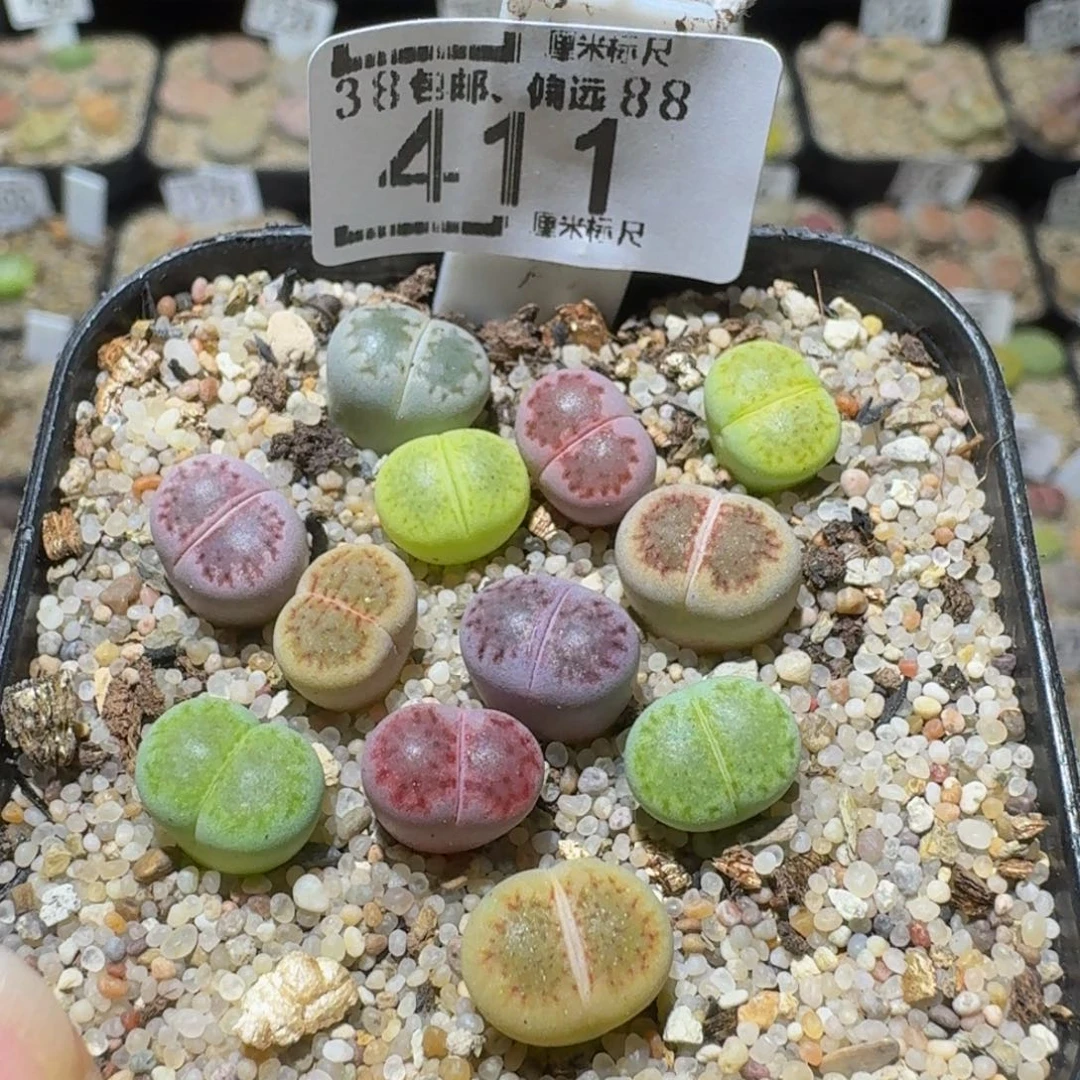 Sssss 好好看呀411