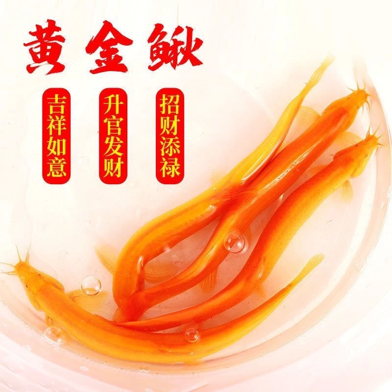 黄金泥鳅观赏鱼冷水清道夫垃圾鱼耐活好养观赏泥鳅清洁鱼缸包损