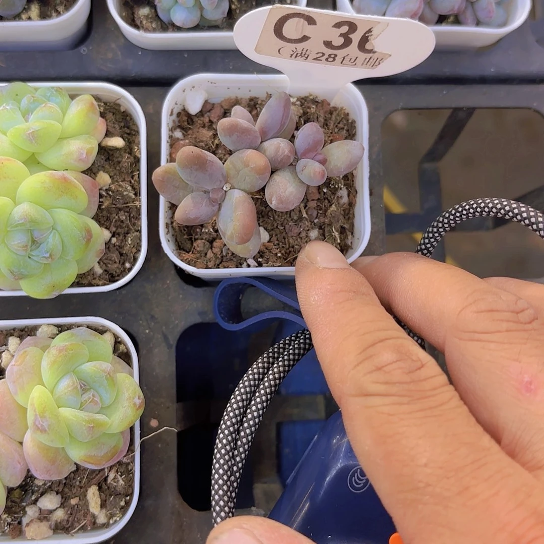 C360红手指一物一拍