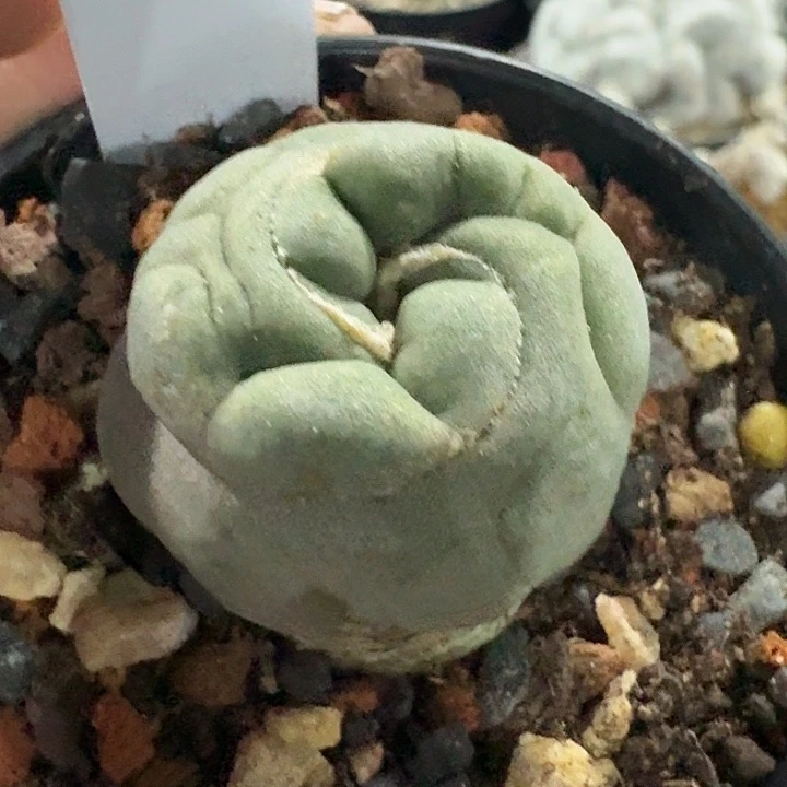毛缀实生有干伤多肉