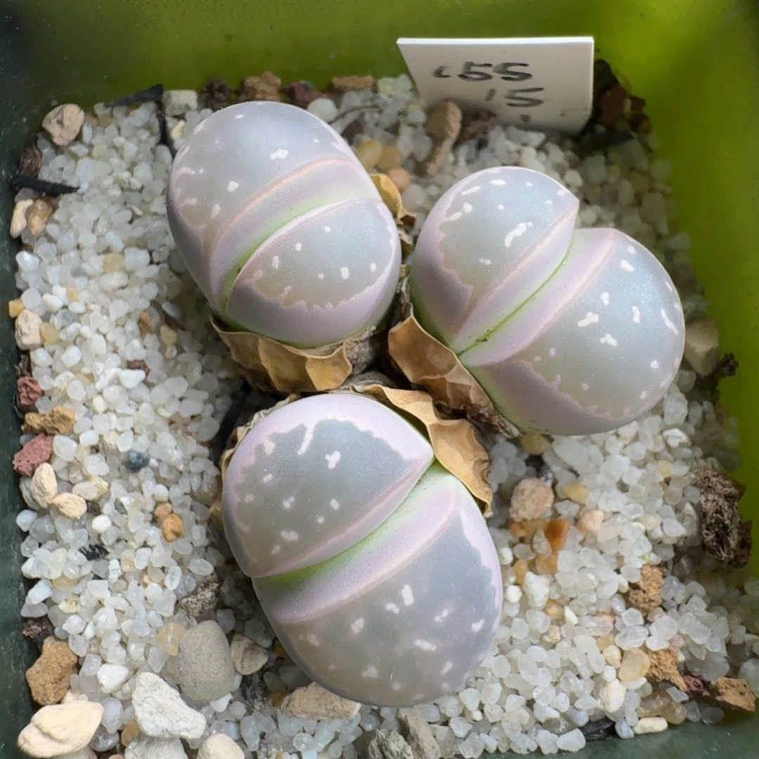 0917-003粉色橄榄c55