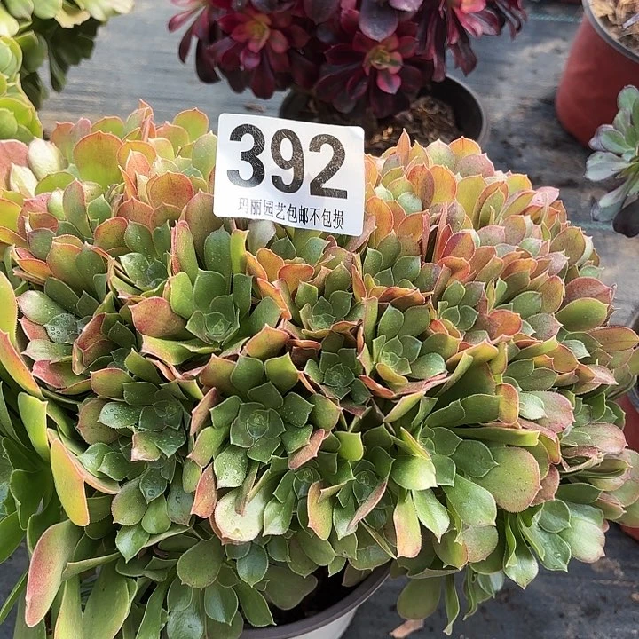 【闪购商品】心***?392朵朵缀2-14