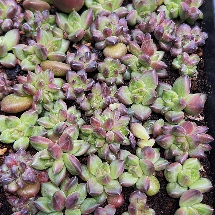 10颗美人系列多肉植物