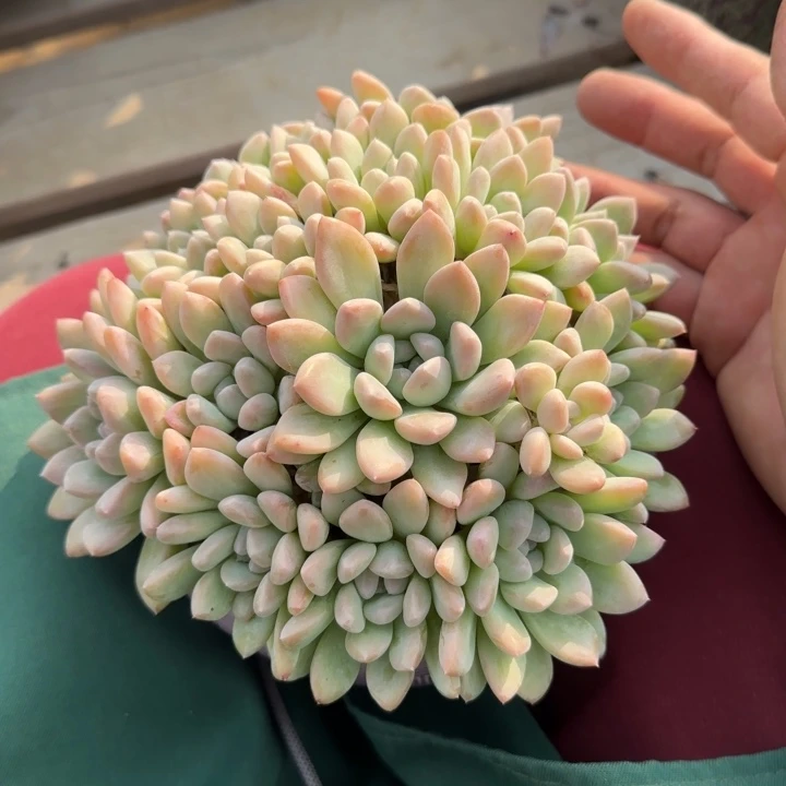 老桩群生五十包邮老桩