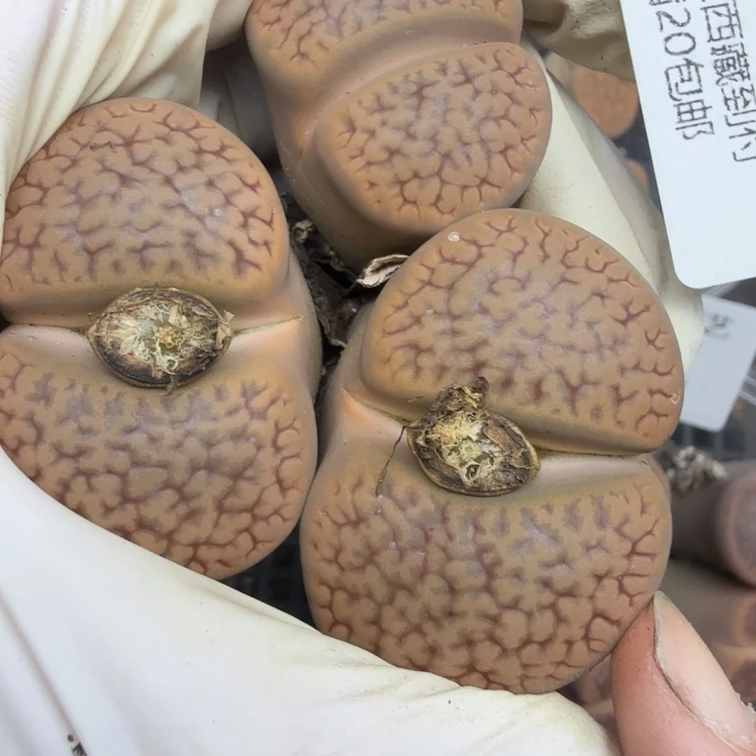 你好忙的话先去找他467不