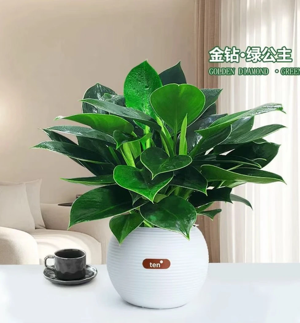 【新品】金钻绿公主室内花卉四季常青绿植盆栽办公室内桌面净化空气
