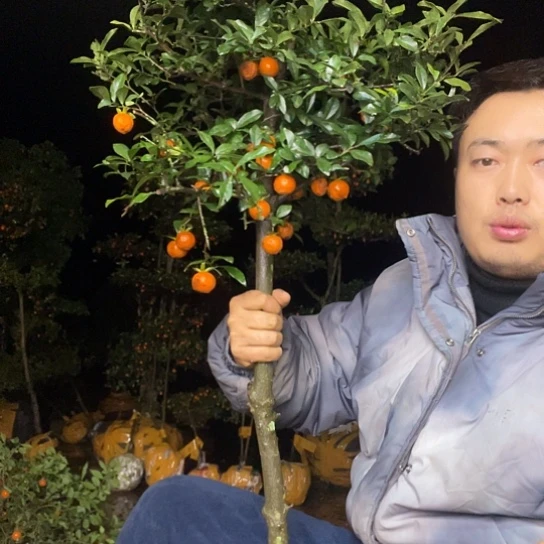 不开花植物金弹子庭院原生品种