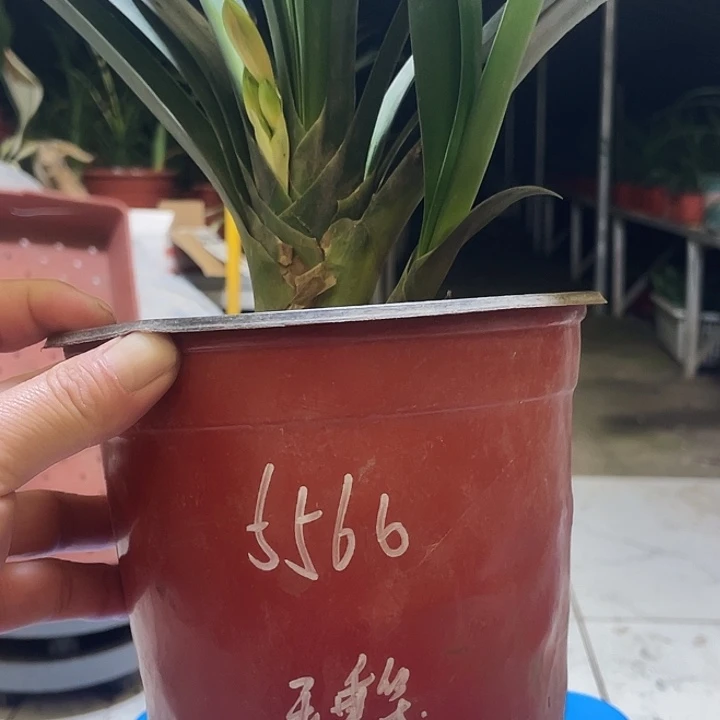 完全开放听*君子兰花卉