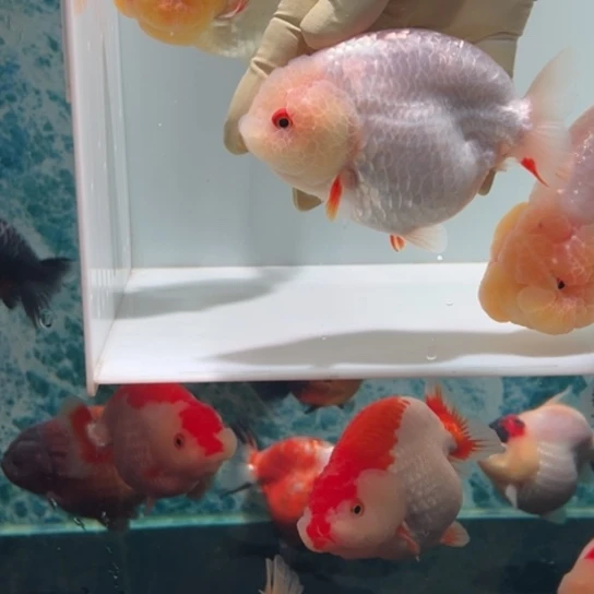 金鱼2号兔子包邮秒杀