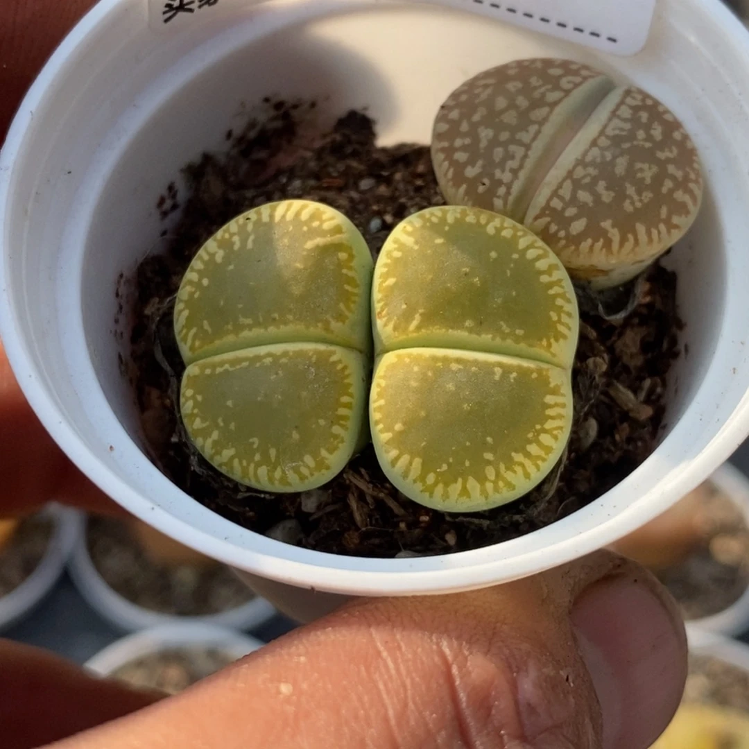 0427直播间一物一拍