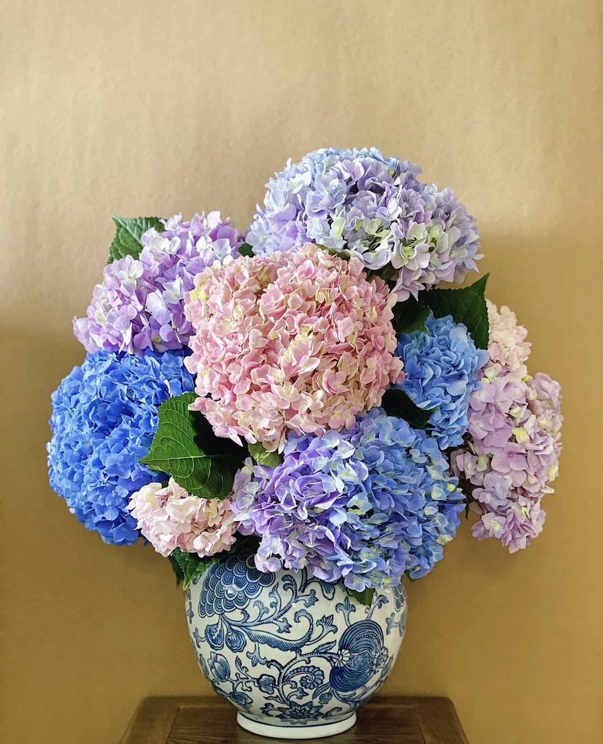 【绣球】全场两单及以上顺丰冷链包邮