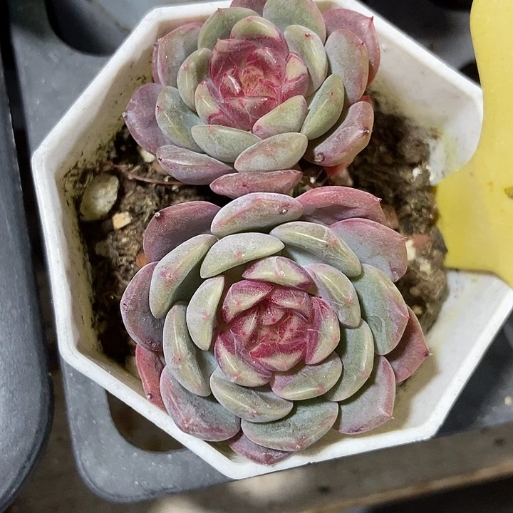 多肉植物糖果珍妮4