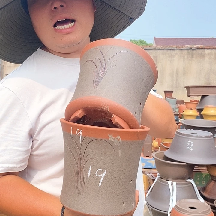 紫砂花盆盆栽植物种植