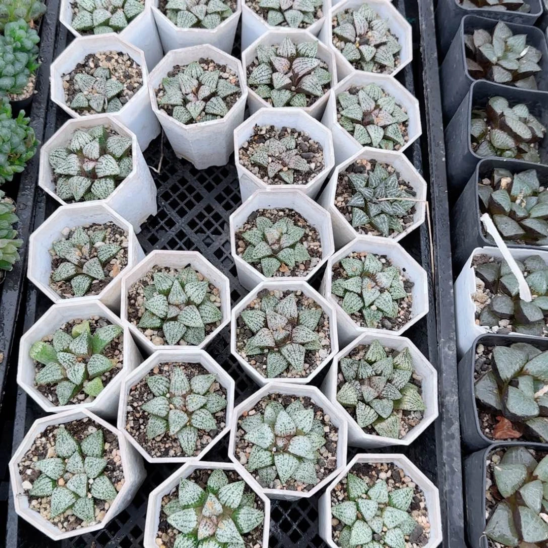 白盆白银多肉植物一颗