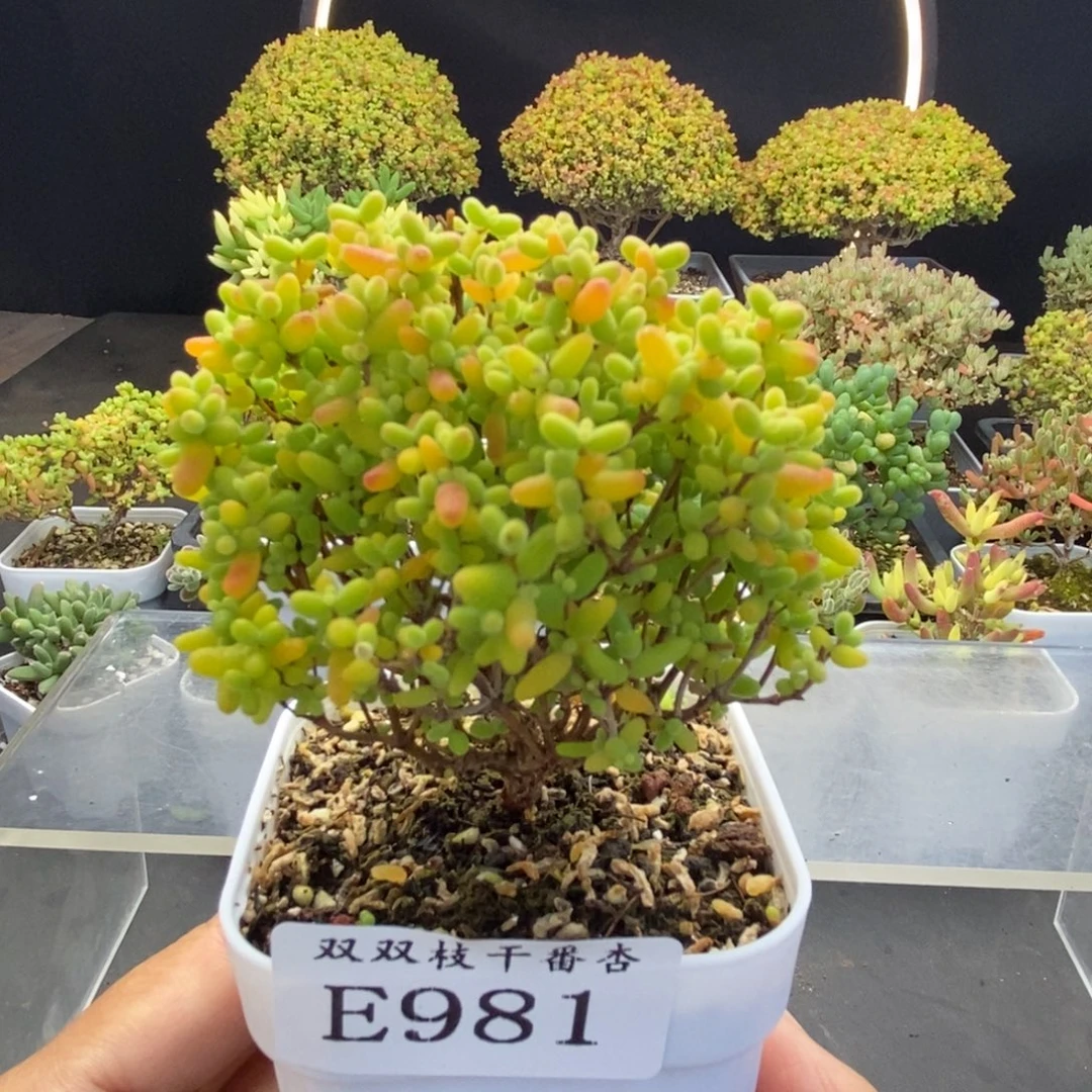 981蜜橘。
