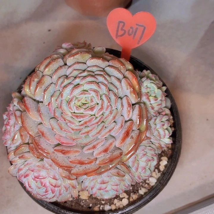 女**水白胖子一物一拍B017