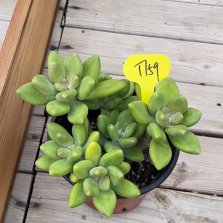 芒果美人多肉植物