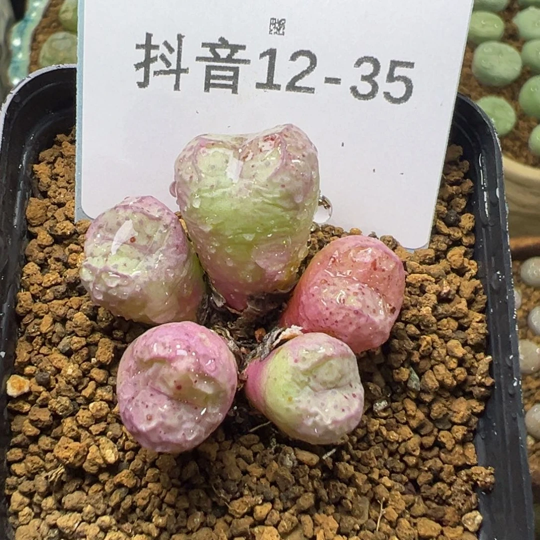 12-35肉锥多肉植物