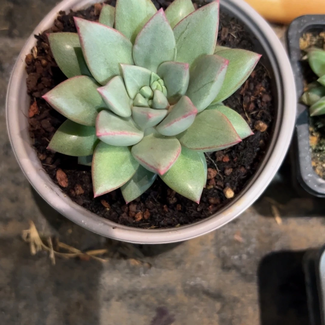 子*多肉植物多肉植物