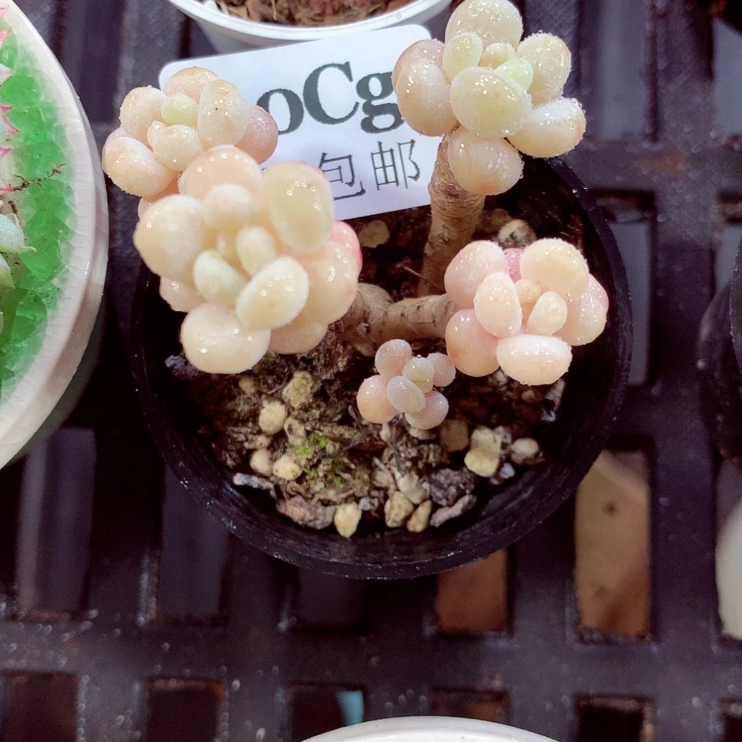 5厘米盆精控多肉410