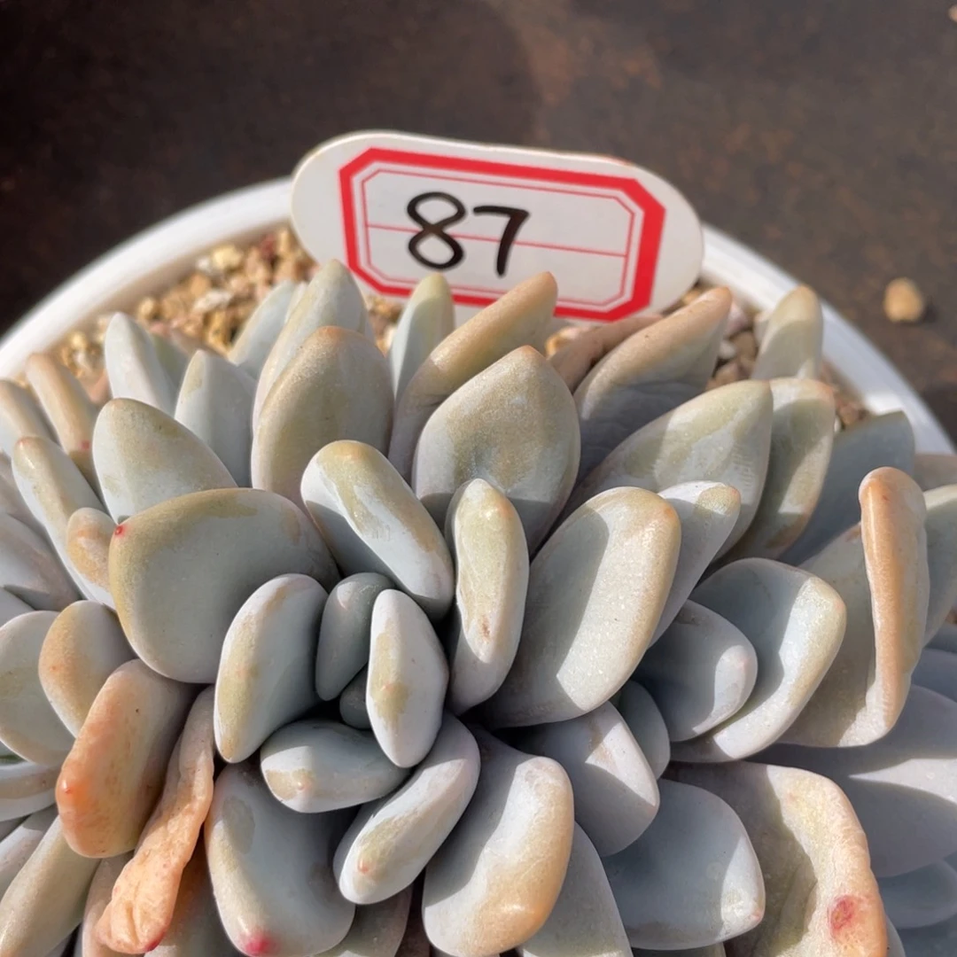 8*姐姐说她喜欢他就是一个