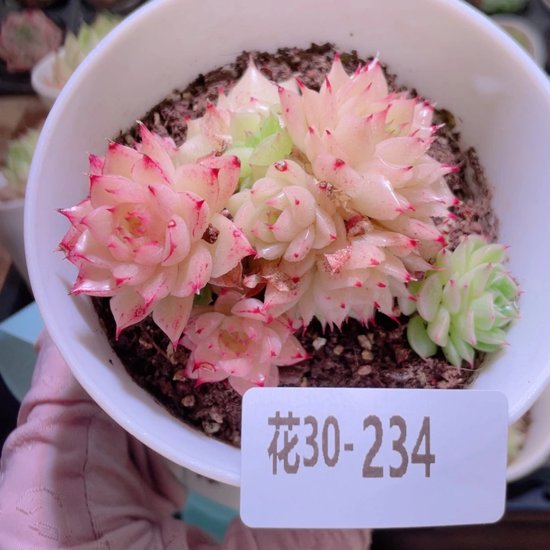 花利美30-234麦秆