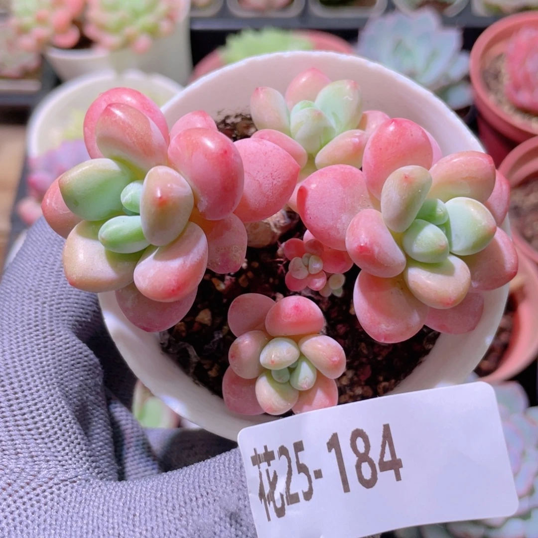 花利美25-184洛神群