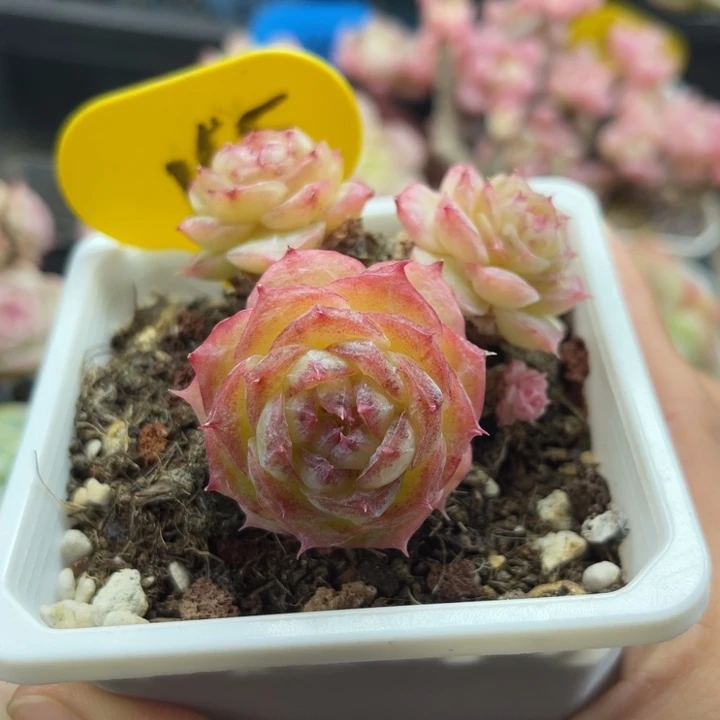 蔷薇珍妮石化老桩165